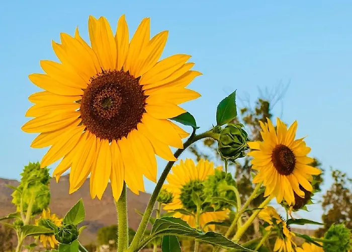 Apartmán Arrebol Con Jacuzzi, Piscina Y Naturaleza Buzanada
