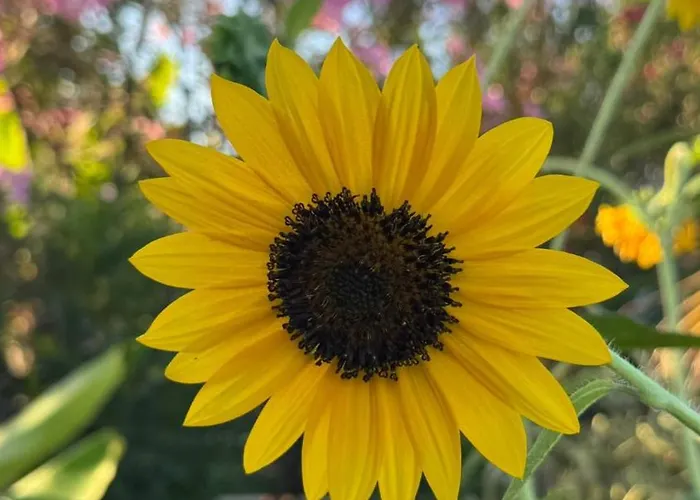 Arrebol Con Jacuzzi, Piscina Y Naturaleza * Buzanada